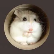 遊の画像