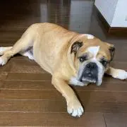 承言万力 & 鮒仙人玉置 セット - メルカリ