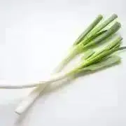 ネギまの画像