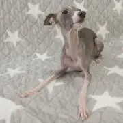 namcoyの画像