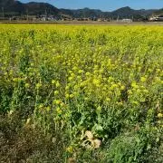 在宅まんの画像