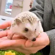 ききららの画像