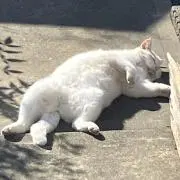 トルネコの画像