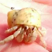 カボチャ