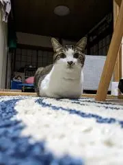 まるまるの画像
