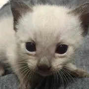 にーあ