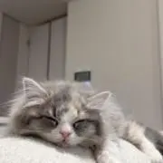 ꪔ̤̱♡ꕀᐝ‪★の画像