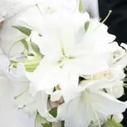 ルル