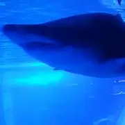 かいの画像