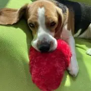 Jessie