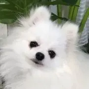 akacyokoの画像