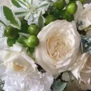 めんかの画像