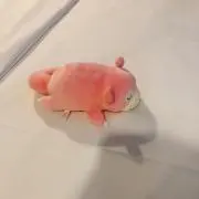 ミッペの画像