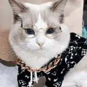 たいがの画像