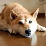 けん