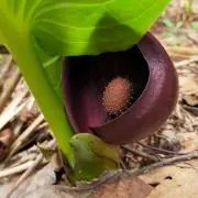 オヅボネの画像