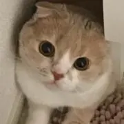 ばにらの画像