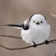 ぽん