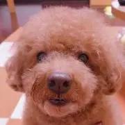 うぺぽん