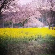 Jun　-コメントの上ご購入下さい-の画像