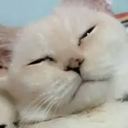レーズン