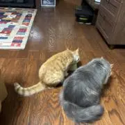 くーちゃんの画像