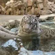 まるの画像