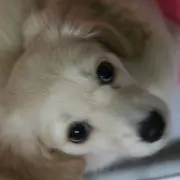 こじくん