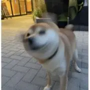 いぬの画像