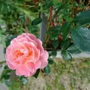 ちゃむ✩.*˚5月11日~5月22日休み