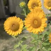 新幹線の画像