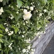 agの画像