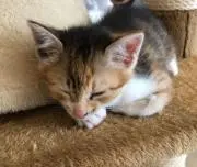 すめ茶の画像