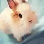 ちむりー※値下げ交渉お気軽にの画像
