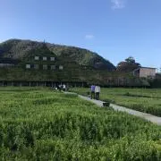 さゆなの画像
