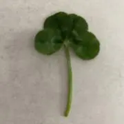 ちーちゃんの画像