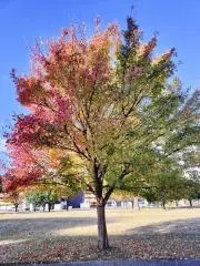 すずの画像