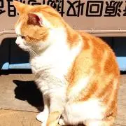 kの画像