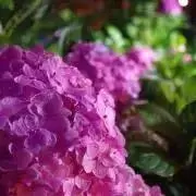 すすすの画像