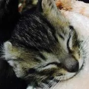 きなこ