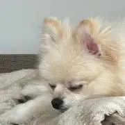 KOYOの画像