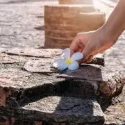 そらここの画像
