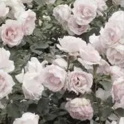 aの画像