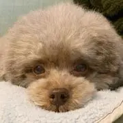 ぽん