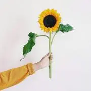 モエの画像