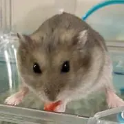 ハムの画像