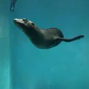 えむの画像