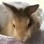 ゆちはの画像