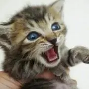 もこの画像