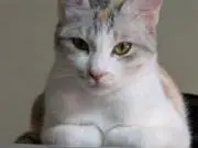 ちゃっぴぃ